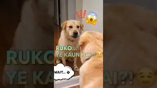 Puppy Thought Mirror Dog Was Real 😱🐶 | Cutest Reaction Ever 😂 | #Shorts