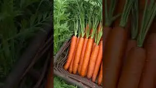 Carrot F1 Hybrid Orange Diamond* is a gem indeed! 💎🥕🌱 #CarrotSeed #CarrotProduction #CarrotReels