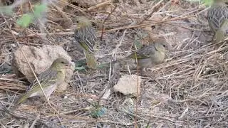 Grupo de Tejedor de R&uuml;ppell (Ploceus galbula) en la zona recreativa de Ayn Hamran (Salalah, Om&aacute;n).