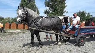 Targul de cai de la Gilau, Cluj 2 august 2024 Nou!!!