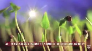 A stem&rsquo;s &lsquo;sense of self&rsquo; contributes to plant shape