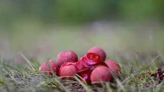 Der Bigfish Köder von Bait Perfection! Die Red Squid Range im Unboxing