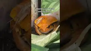 NACHO VIBING AND THE EXISTING