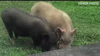 Unlikely wildlife causing havoc in Mahoning County