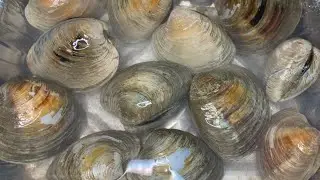 How to clean and thaw live frozen clams