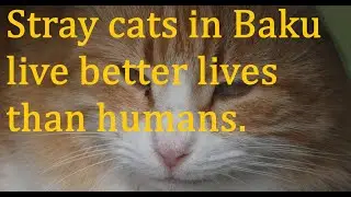 Wildlife Encounters in Poland and Baku | Birds, Sea, Wind & Street Cats