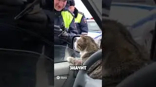 Часть 1. Полиция (ДПС) остановила кота. Лайк котику ❤️