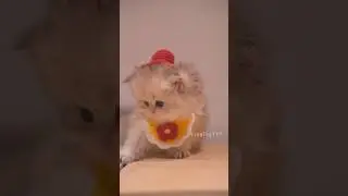 Adorable Kitten Moments You Can&rsquo;t Miss! 🥰🐱#cute  #cat #kitten #meow  #funny