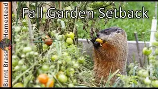 Fall Garden Setback and Recovery