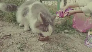 Cats of Southern Cyprus - Nicosia