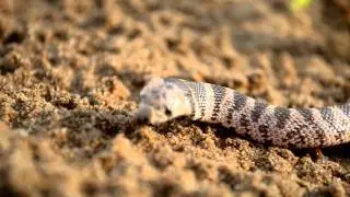 Shield Nose Snake/Cobra - Aspidelaps scutatus fulafula Strike and hiss