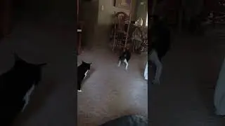 Teasing the cat again.