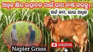 ଓଡ଼ିଶାରେ ନାପିଅର ଘାସ ଚାଷ || Best Green Fodder for Dairy Farming || Low Cost, High Output