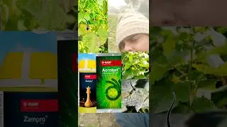 खीरा को बर्बाद होने से बचने का आसान तरीका|Acrobat fungicide|Zampro fungicide|cucumbers farming|