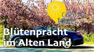 Cabrio fahren im Alten Land durch ein Meer von bl&uuml;henden Obstb&auml;umen