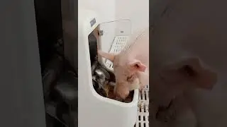 Auto Pig Feeder &mdash; Door Open & Precise Portion #PigCare #Automation #FeedingTech