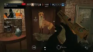 run vigil ruun!