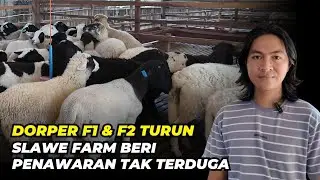 Review Harga Domba Dorper F1 dan F2 DI Slawe Farm Terkini | @AGROTV9 