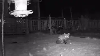 The fox settling down for his late night snacks #foxes #wildanimals #wildfox #gardenfox #uk