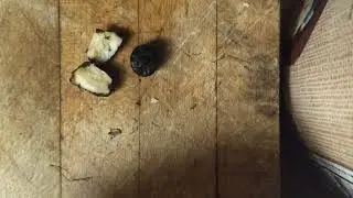 Tasting Yellow Nutsedge Tubers; wild Tiger Nuts; Cyperus Esculentus