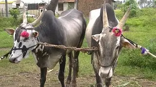 Khillari stud bulls at 1 lakh 10 thousands