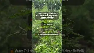 🌿 &bdquo;Entgiftung&ldquo; nach Weihnachten? Diese 3 Pflanzen helfen wirklich  #beifu&szlig;  #ArtemisiaAnnua