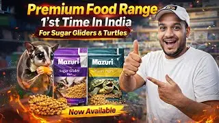 Premium Food for Sugar Gliders & Turtles 🐢🐿️ | Diet, Benefits & Feeding Guide | Karnataka Aquarium