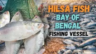 Hilsa fishing scene in the Bay of Bengal Fishing vessel #fish #fishing #ocean #viralvideo #trending
