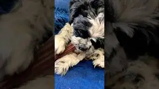 #trending #viral #cute #funny #youtubeshorts #shorts #video #viralvideo #puppy #song #subscribe #1m