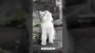 &ldquo;This Tiny Kitten&rsquo;s Pure Innocence Will Heal Your Heart 💖 | The Power of Animal Connection & Attach