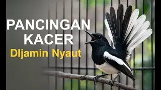 Pacingan suara burung kacer, di jamin nyaut