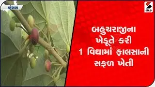 Farmer from Bahucharaji successfully cultivates falsa in 1 bigha@SandeshNewsTV