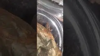 Salamandar Larvae 2025