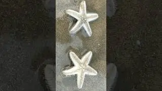Star Fish | Ganpatipule beach | konkan beach | best beach #visitingplace #weekendplace #travel