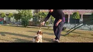 Shihtzu Catching Guava Fruit In Park #puppy #shihtzumania #dog #dogbreed
