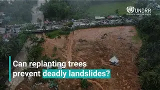 Can replanting trees prevent deadly landslides? | UNDRR