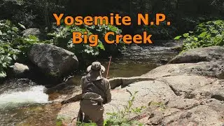 Fly Fishing Big Creek in Yosemite N.P., CA