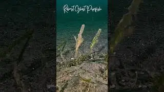 Robust Ghost Pipefish #shorts #lembeh #indonesia #scubadiving