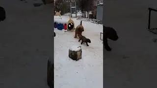 Tür freigeschaufelt mit Welpenhilfe!