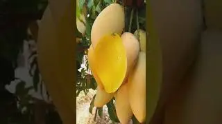 #fyp #philippines #shortsviral #viral