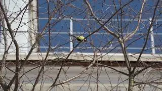 Test A9 III, Tamron 28-200 (200mm, f8) focus - bird, all missed