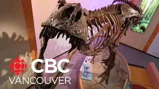 Junior scientists from UBC daycare get first look at dinosaur