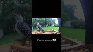Its never THAT DEEP ☠️ @birdwatching73 #birds #birdwatching #shorts