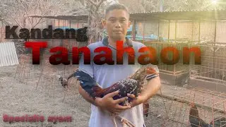 KANDANG TANAHAON SPESIALIS KAKI GETAR⚡️⚡️