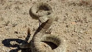 Most stangest Snake in desert |United arab Emirates | Abudhabi