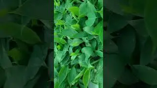 Banana green Hause hardenig. G.nine varieties. 