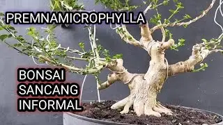 PERAWATAN BONSAI SANCANG INFORMAL #sancanginformal #bonsaisancang 