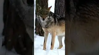 Wolf communication with different wavelengths  #shorts  #Wolf #AnimalSounds #Animals