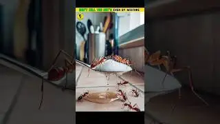 #mixpro