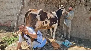 والله انتوا ملكوش غير اللي يضحك عليكم لاكن الغلبان اللي زي مرزوق بطه محدش بيقدره والله اسعاره احسن م